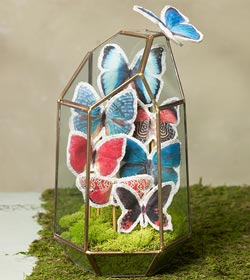 Butterfly Terrarium