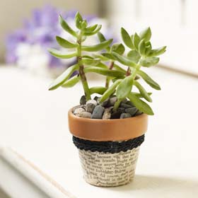 Unusual Wedding Favors - Personalized Succulent Plant Holders