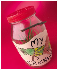 Kid's Cricket Jar