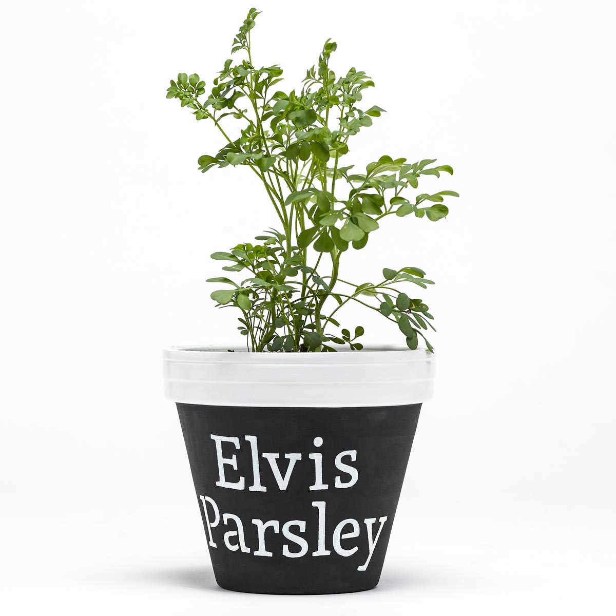 "Elvis Parsley" Flower Pot