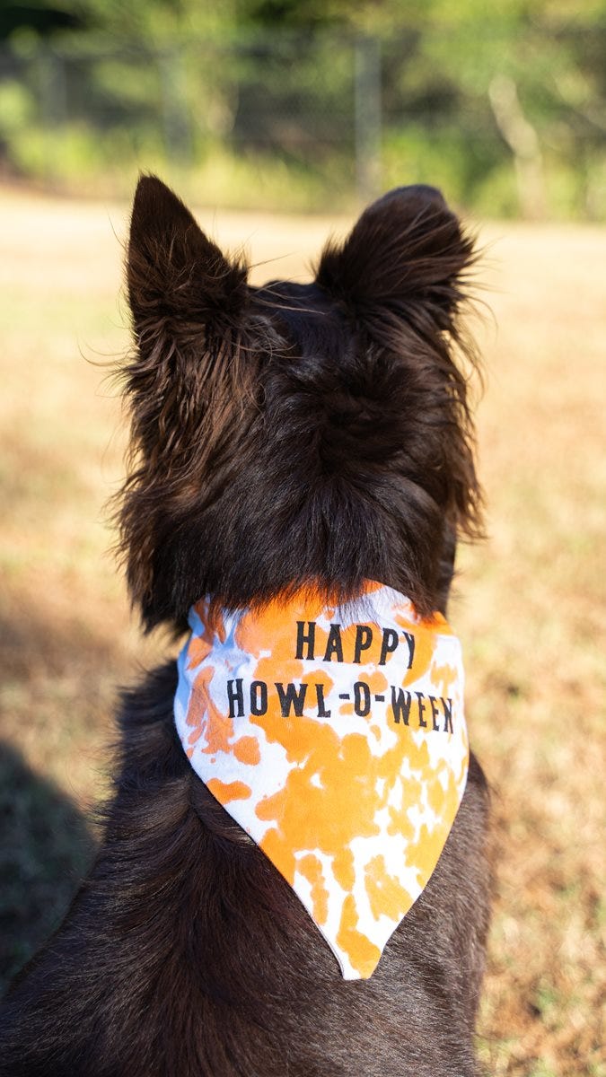 Halloween Puppy Bandana